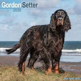 Hundekalender 2026 Gordon Setter, Maße: ca. 30,5 x 30,5 cm – Bild 1 von 8
