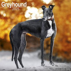 Hundekalender 2026 Greyhound, Maße: ca. 30,5 x 30,5 cm – Bild 1 von 8