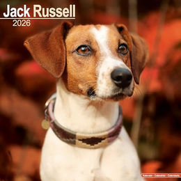 Hundekalender 2026 Jack Russell Terrier, Maße: ca. 30,5 x 30,5 cm – Bild 1 von 8