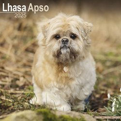 Hundekalender 2026 Lhasa Apso, Maße: ca. 30,5 x 30,5 cm – Bild 1 von 8