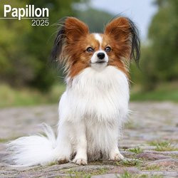 Produktbild von Hundekalender 2026 Papillon, Maße: ca. 30,5 x 30,5 cm