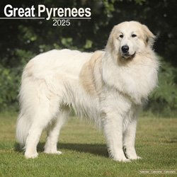 Hundekalender 2026 Pyrenean Mountain Dog, Maße: ca. 30,5 x 30,5 cm – Bild 1 von 8