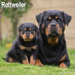 Hundekalender 2026 Rottweiler, Maße: ca. 30,5 x 30,5 cm – Bild 1 von 8