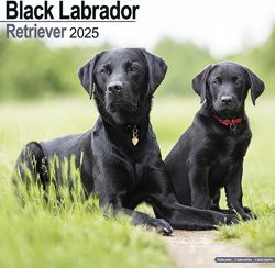 Produktbild von Hundekalender 2026 Schwarzer Labrador Retriever, Maße: ca. 30,5 x 30,5 cm