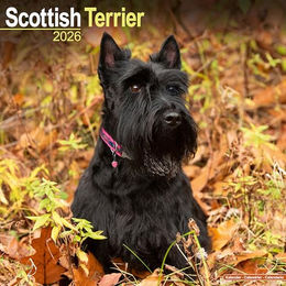 Hundekalender 2026 Scottish Terrier, Maße: ca. 30,5 x 30,5 cm – Bild 1 von 8