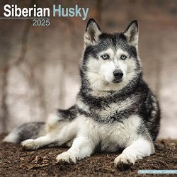 Hundekalender 2026 Siberian Husky, Maße: ca. 30,5 x 30,5 cm – Bild 1 von 8