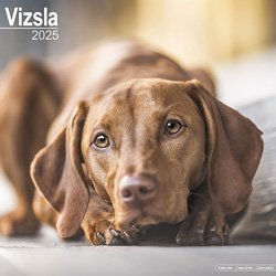 Hundekalender 2026 Vizsla, Maße: ca. 30,5 x 30,5 cm – Bild 1 von 8