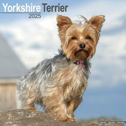 Hundekalender 2026 Yorkshire Terrier, Maße: ca. 30,5 x 30,5 cm – Bild 1 von 8