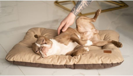 Produktbild von Hundekissen Mort cappuccino L