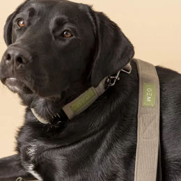 Produktbild von Hundeleine GEM