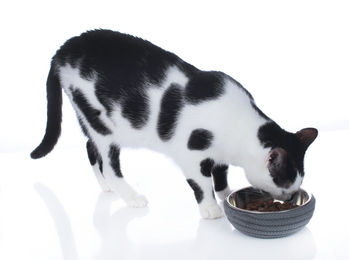 Produktbild von HUNTER Futternapf Graz 350ml Hunde- und Katzenfutternapf anthrazit