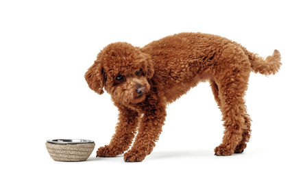 Produktbild von HUNTER Futternapf Graz 350ml Hunde- und Katzenfutternapf natur