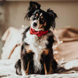 Hunter Halsband-Fliege Paris – Bild 1 von 4