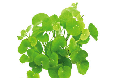 Produktbild von Hydrocotyle leucocephala Topf