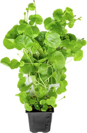 Produktbild von Hydrocotyle leucocephala Topf XXL