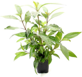 Produktbild von Hygrophila corymbosa Stricta Topf XXL