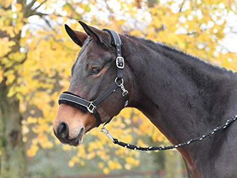 Produktbild von Halfter IDEAL Shetty Halfter und Stricke in Schwarz mit Silberner Busse