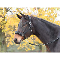 Produktbild von Halfter IDEAL Shetty Halfter und Stricke in Schwarz mit Silberner Busse