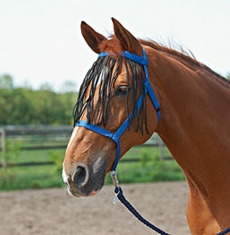 Halfter WEIDE-FRANSEN Blau für Warmblut Pferde – Bild 1 von 2