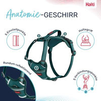Produktbild von Halti Anatomy Hundegeschirr mit Griff Blaugrün Größe M mit Neoprenpolsterung und reflektierenden Elementen