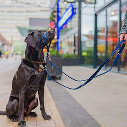 Halti Doppelführleine für Welpen mit Neopren-Polsterung Blau Größe S 2m – Bild 1 von 5