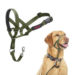 Halti Erziehungshalsband für Hunde in Grün Größe M - 1 Stk. – Bild 1 von 13