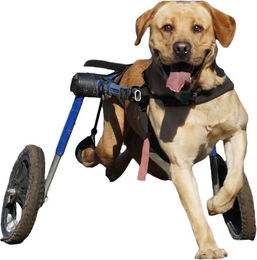 HANDICAPPED PETS Walkin' Wheels Rollwagen für Hunde zur Unterstützung von Gelenken und Knochen sowie dem Muskelaufbau – Bild 1 von 4