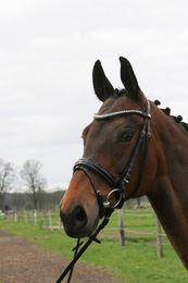 Produktbild von Hans Melzer Hagen Trense aus Leder mit Lack in Schwarz oder Weiß