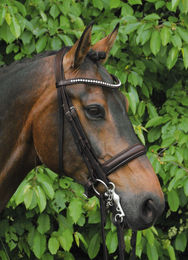 Hans Melzer Kandare für Pony aus Leder in Braun oder Schwarz – Bild 1 von 3