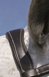 Hans Melzer Pferdetrense aus Leder für Warmblut in Schwarz/Silber – Bild 1 von 7