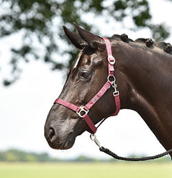 Hansa Halfter für Kaltblut Pferde in Rot Braun oder Türkis – Bild 1 von 4