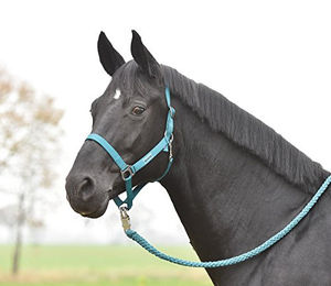 Produktbild von Hansa Halfter und Busse in Schwarz und Türkis Größe XL