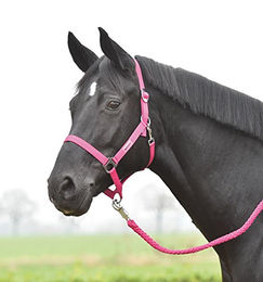 Hansa Shetty Halfter und Busse für Ponys in Rot oder Blau – Bild 1 von 2