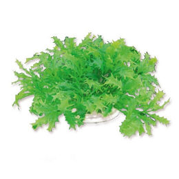 Happet Kunstpflanze für Aquarien Grün 10 cm - 1 Stk. – Bild 1 von 2