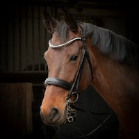 Produktbild von Harry's Horse Cavecon Leder Trense für Ponys in Schwarz