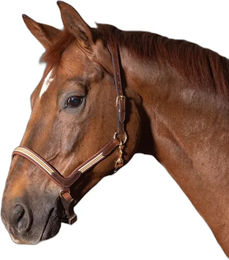 Produktbild von Harry's Horse Flash Lederhalfter für Pferde in Schwarz oder Braun