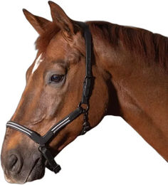 Produktbild von Harry's Horse Flash Lederhalfter für Pferde in Schwarz oder Braun