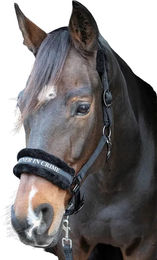 Produktbild von Harry's Horse Leder Halfter für Pferde Lyrics Quotes in Schwarz oder Rosa
