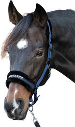 Produktbild von Harry's Horse Leder Halfter für Pferde und Ponys Lyrics Quotes in Blau oder Rosa
