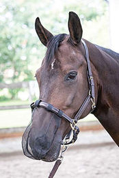 Harry's Horse Nasenschutz für Pferde Schwarz Full 5er Pack – Bild 1 von 2