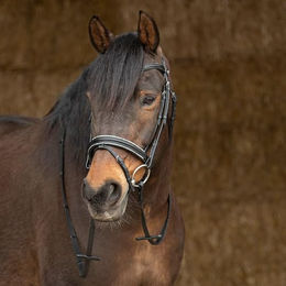 Produktbild von Harry's Horse Trense Sparkle aus Leder in Schwarz für Pferde