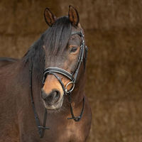 Produktbild von Harry's Horse Trense Sparkle aus Leder in Schwarz für Pferde