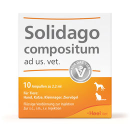 Heel Solidago compositum Tierarzneimittel 10 Ampullen – Bild 1 von 1