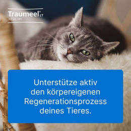 Heel Traumeel LT Ampullen für alle Altersstufen – Bild 1 von 2