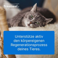 Produktbild von Heel Traumeel LT Ampullen für alle Altersstufen