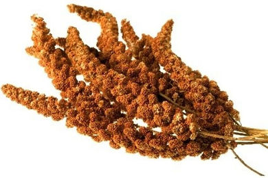 HEGA Kolbenhirse für Wildvögel rot handverlesen 15kg – Bild 1 von 4