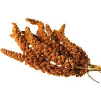 Produktbild von HEGA Kolbenhirse für Wildvögel rot handverlesen 15kg