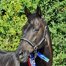 Produktbild von Hekktor Shetty Halfter aus Leder in Schwarz Grau Silber
