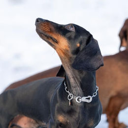 Herm. Sprenger Erziehungshalsband aus Edelstahl für Hunde 36 cm Silber - 1 Stk. – Bild 1 von 4