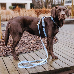 Hey Lana Hundeleine aus Kunstleder, wasserabweisend, 3-fach verstellbare Führleine für Hunde, Taupe/Blau, M-L, 230 x 2,5 cm - 230 cm – Bild 1 von 5